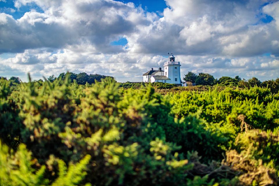 Cromer Lighthouse. Etwas zurückversetzt in einem Meer aus Ginster gelegen.