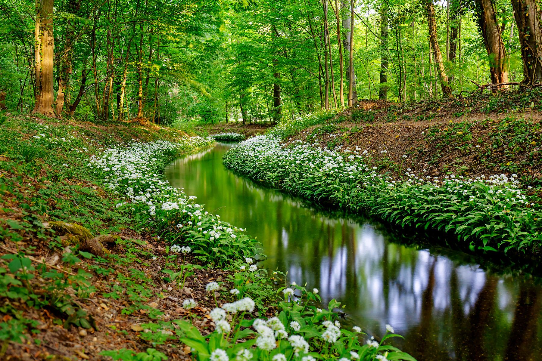 Fr&uuml;hling in der Hard.